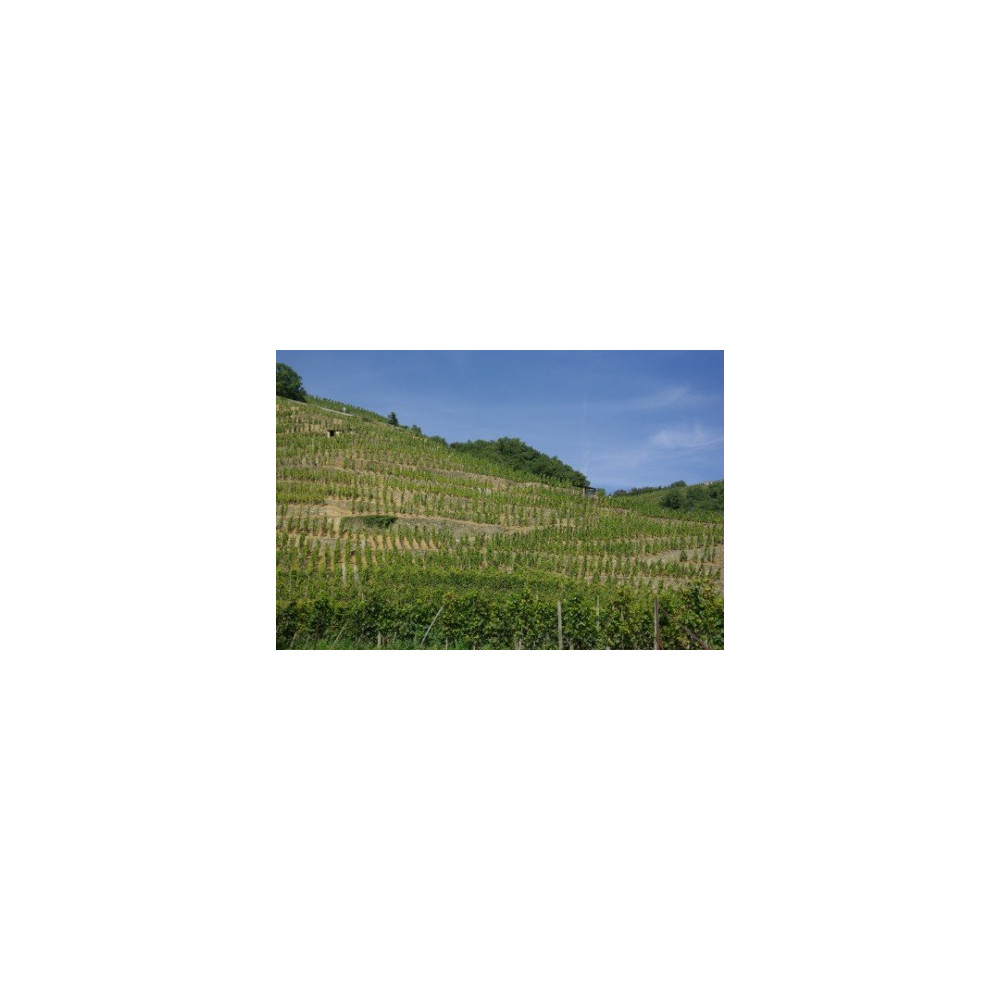 Domaine Georges Vernay Côte-Rôtie "Maison Rouge" rouge 2018