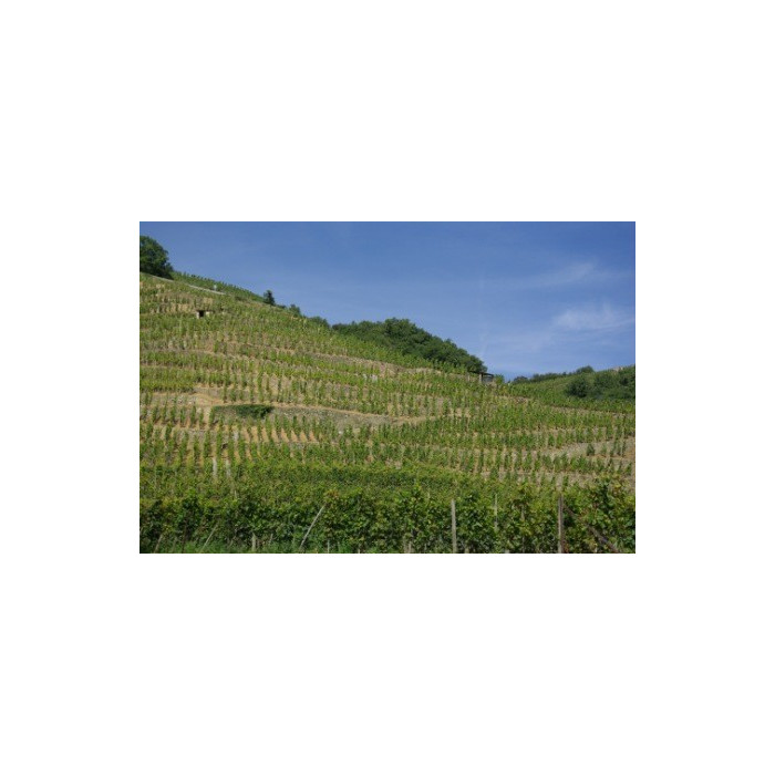 Domaine Georges Vernay Côte-Rôtie "Maison Rouge" rouge 2018