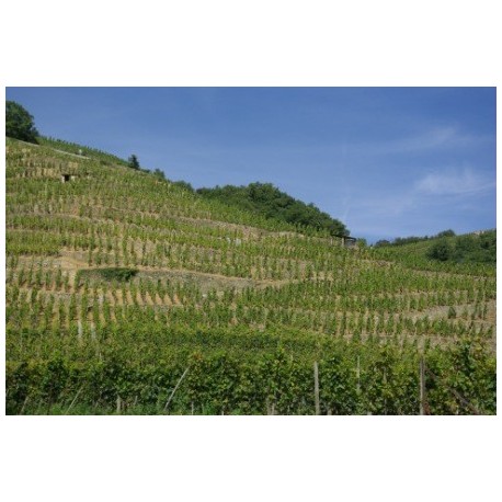 Domaine Georges Vernay Cote-Rotie Maison Rouge rouge 2011