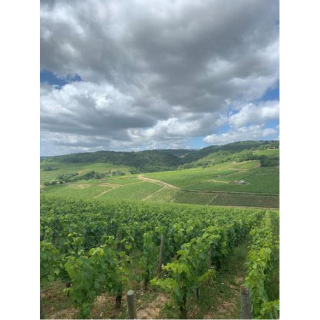 Domaine Henri et Gilles Buisson Saint-Romain "Sous Roche" rouge 2020 parcelle