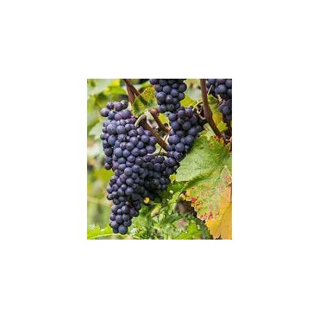 pinot noir mixed case to dicover this grape variety pinot noir mixed case to dicover this grape variety