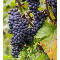 pinot noir mixed case to dicover this grape variety pinot noir mixed case to dicover this grape variety