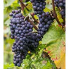 pinot noir mixed case to dicover this grape variety